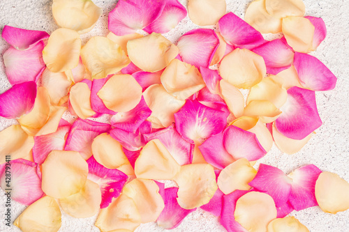 Fresh rose petals scattered on plaster background