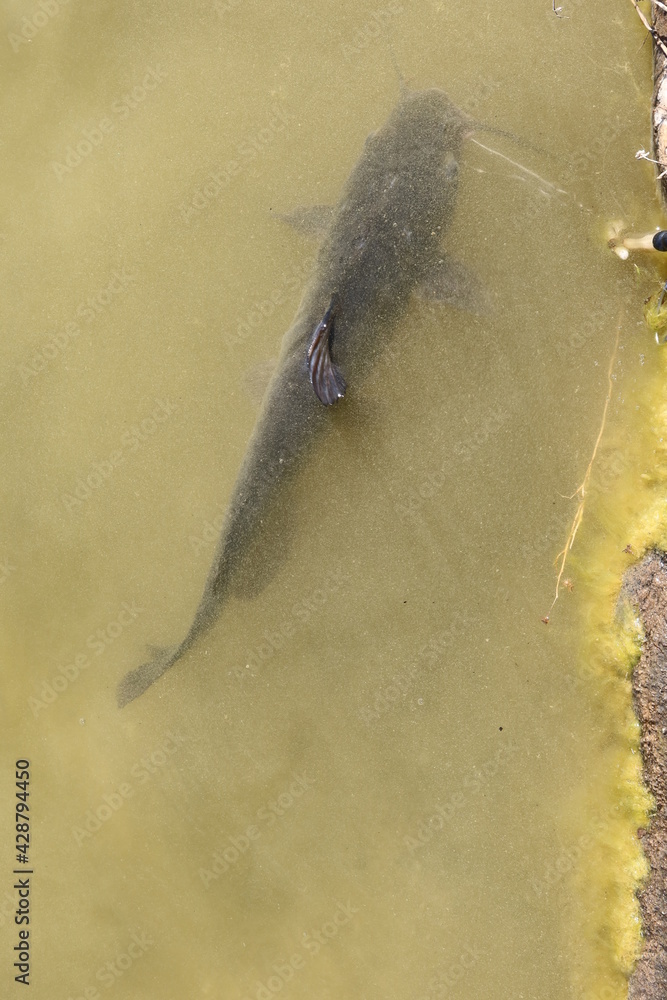 Obraz premium Catfish on a Stringer in a Lake
