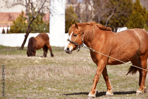 Elegant horse in harness outdoor, wildlife photo