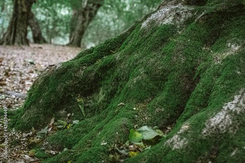 moss on the tree