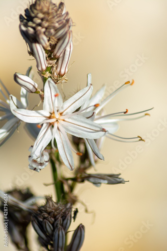 Vertical shot of a blooming asphodelus ramosus flower photo