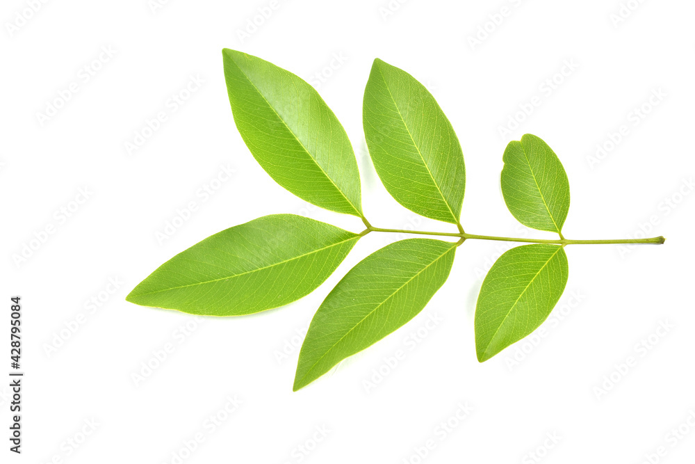 green leaves isolated on white background