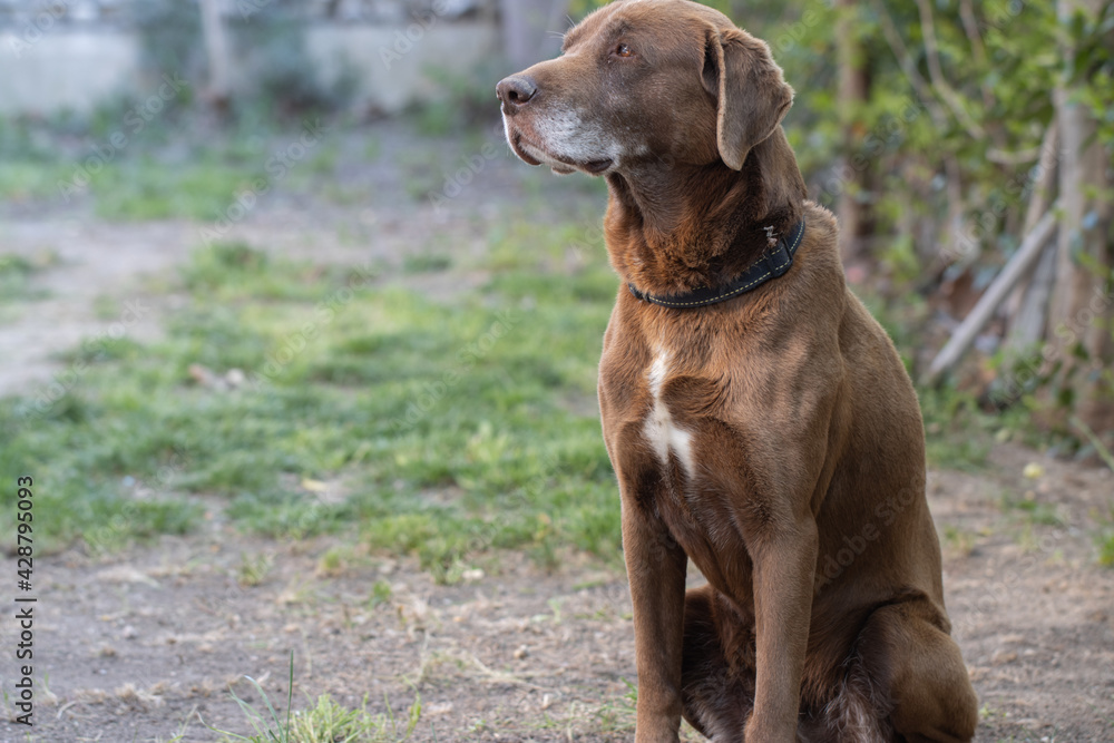 Adorable brown labrador relaxing in the garden Adorable brown labrador relaxing in the garden