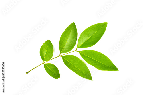 green leaves isolated on white background © Sakee
