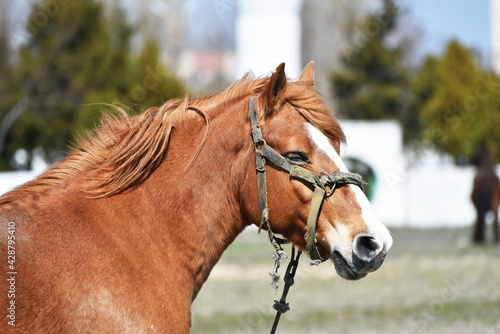 Portrait of horse in harness, wildlife photo