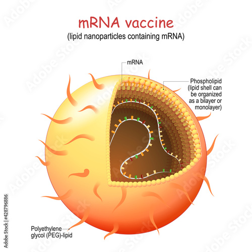 mRNA, or RNA vaccine. lipid nanoparticles (LNP) photo