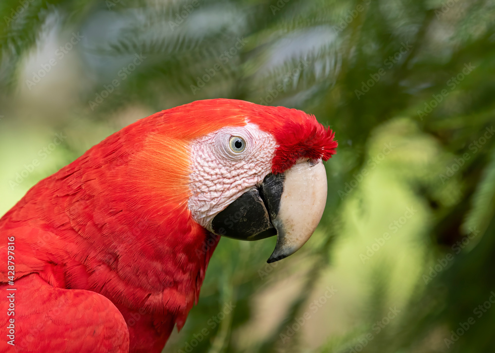 Scarlet Macaw closeup perched on a branch in the tropical jungles of Costa Rica
