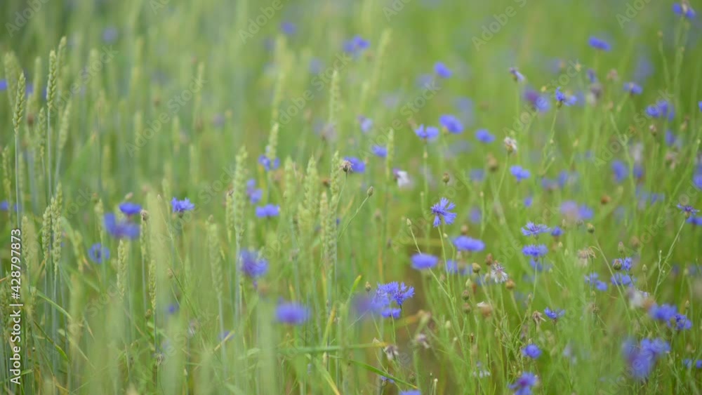 Flowers field meadow. Fresh green meadows and blooming flowers. Flowers field meadow. Fresh green meadows and blooming flowers.