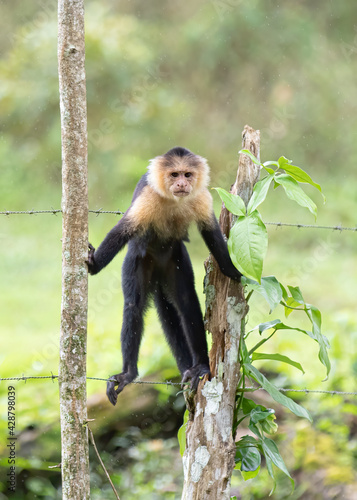 Capuchin monkey standing on a barbed wire in Costa Rica