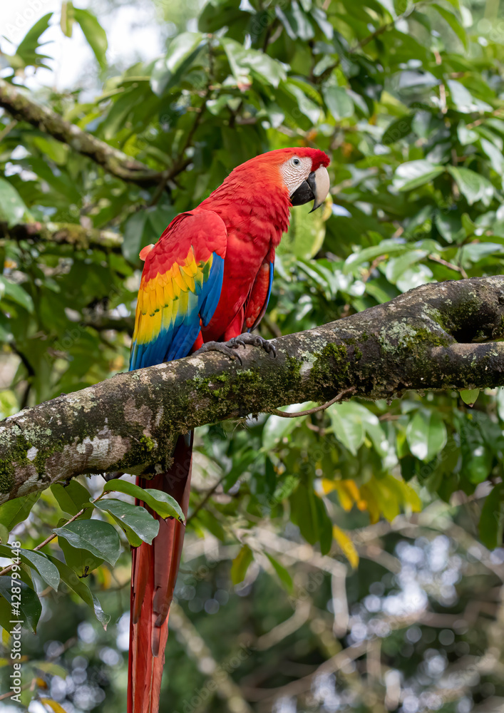 Scarlet Macaw perched on a branch in the tropical jungles of Costa Rica