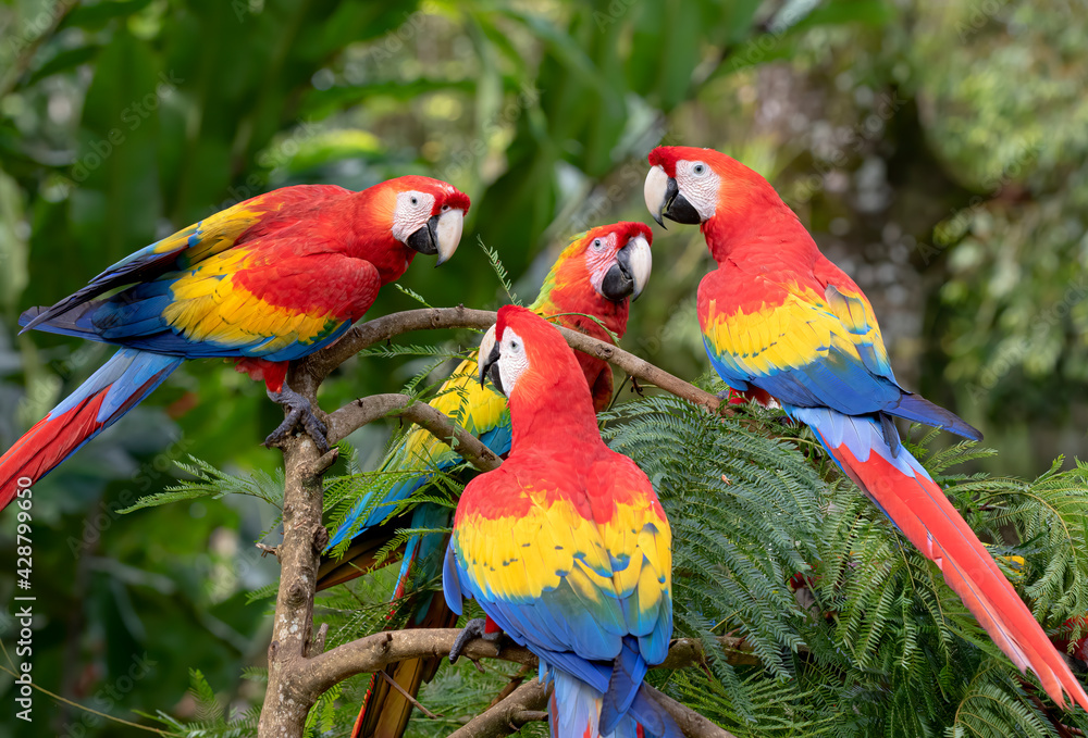 Scarlet Macaws perched on a branch in the tropical jungles of Costa Rica