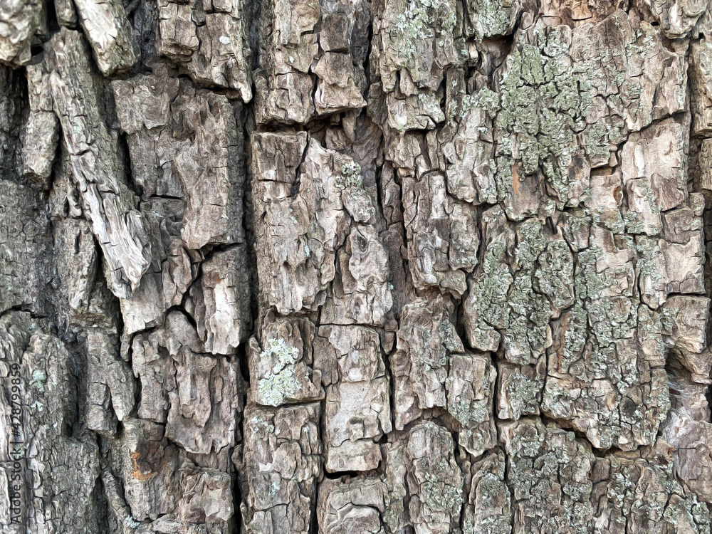 bark of a tree bark of a tree