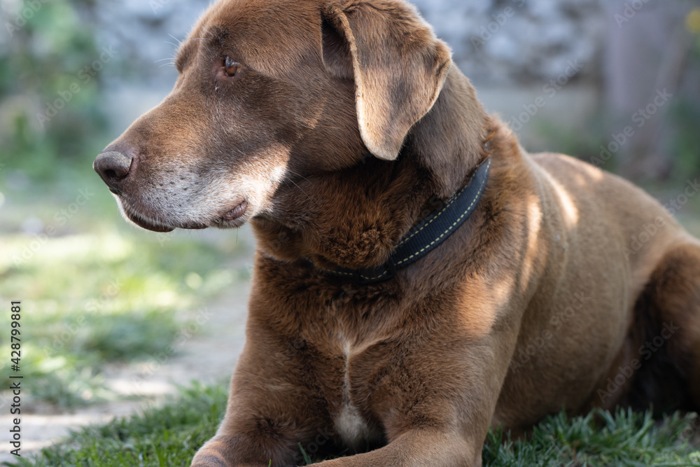 Adorable brown labrador relaxing in the garden Adorable brown labrador relaxing in the garden