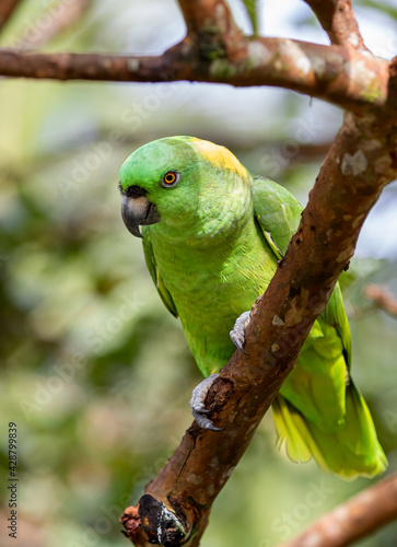 Yellow-Napped Amazon parrot perched on a branch in Costa Rica