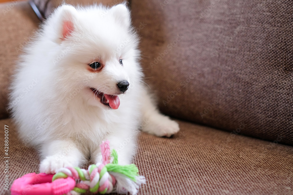Japanese Spitz puppy with a toy on the couch Stock-Foto | Adobe Stock