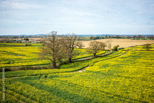 rapeseed field in bloom in england uk