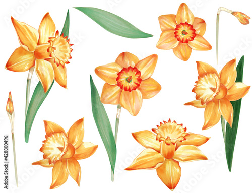 daffodil watercolor set flowers leaves and buds,narcissus set