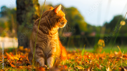 Chat roux dans un décor d'automne photo