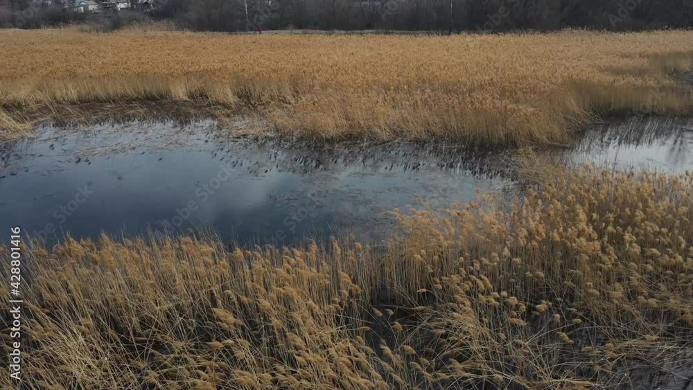 watery swamp with reeds. aerial shooting