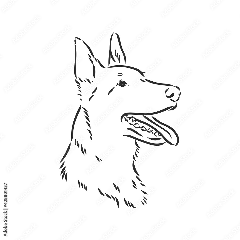 Sketch of Belgian Shepherd dog, Hand drawn illustration.