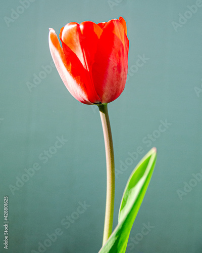Red Tulip