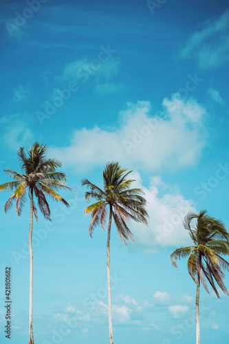Tropical palm tree with blue sky and cloud abstract background. Summer vacation and nature travel adventure concept. © tonktiti