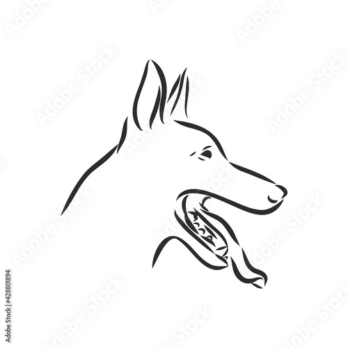 Sketch of Belgian Shepherd dog, Hand drawn illustration.