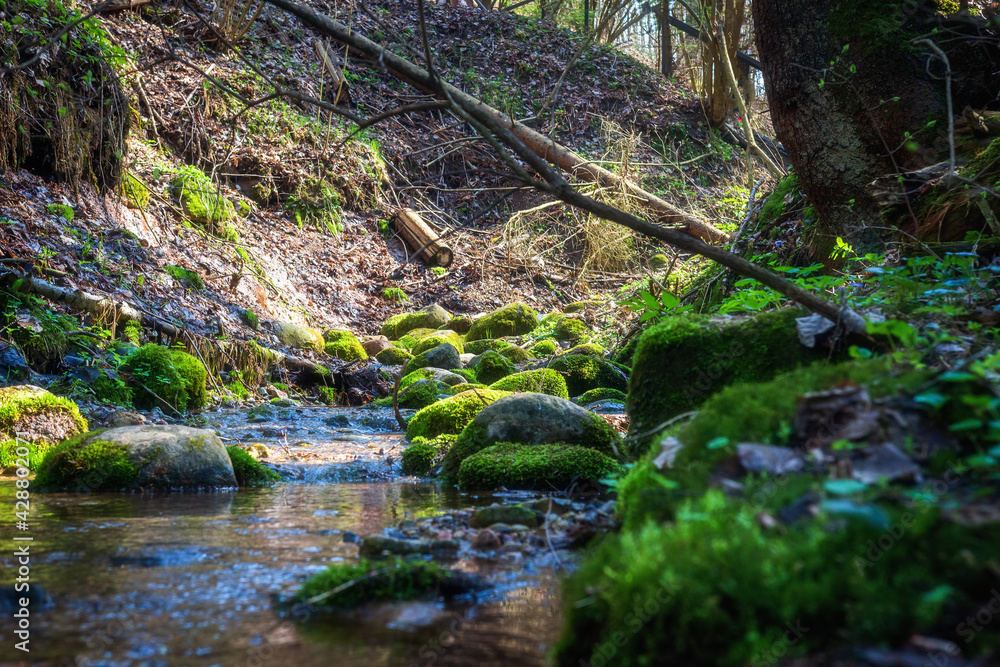 The scenery of spring woodland. Stream in the forest. Creek winding through stones in the forest. Calm water flows among mossy boulders and beech trees.
