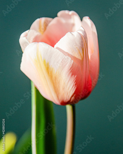 Pink Tulip