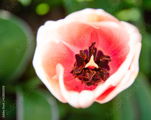 Pink Tulip-look inside