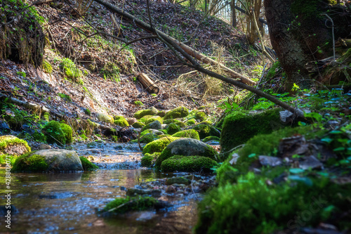 Obraz na płótnie The scenery of spring woodland. Stream in the forest. Creek winding through stones in the forest. Calm water flows among mossy boulders and beech trees. w salonie