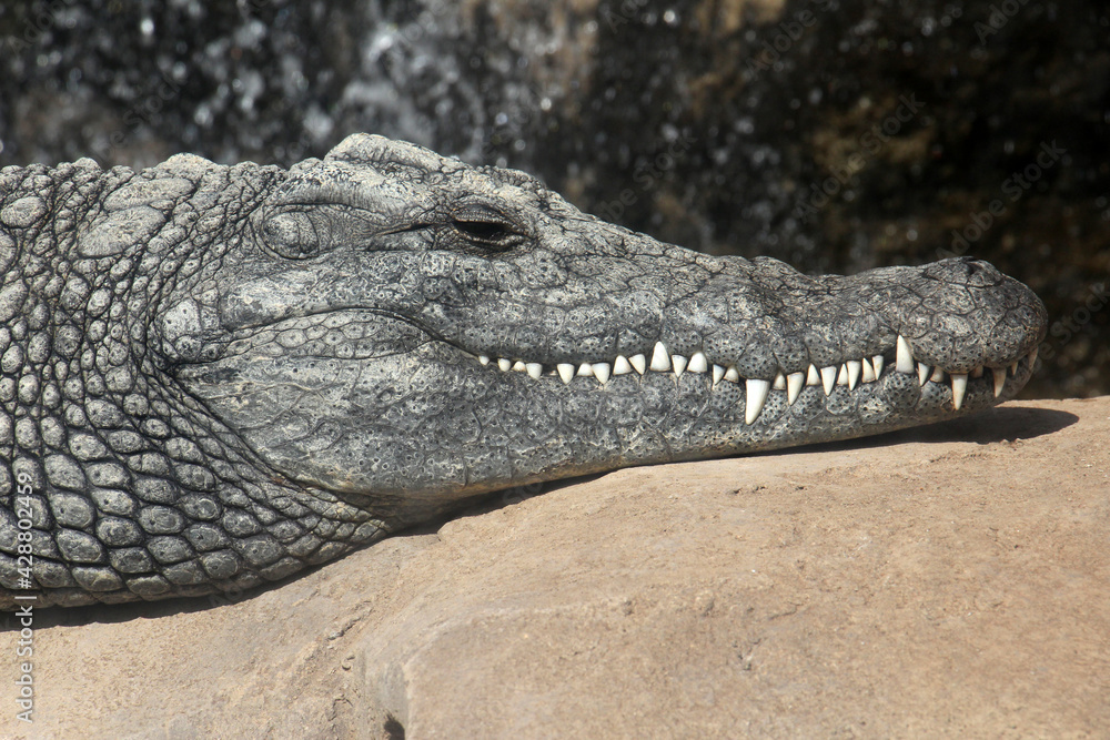Obraz premium Stumpfkrokodil