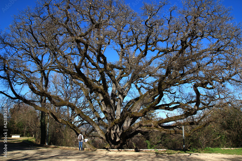 Obraz premium A visitor reads the information plaque at the foot of Grambois's venerable oak, nicknamed 