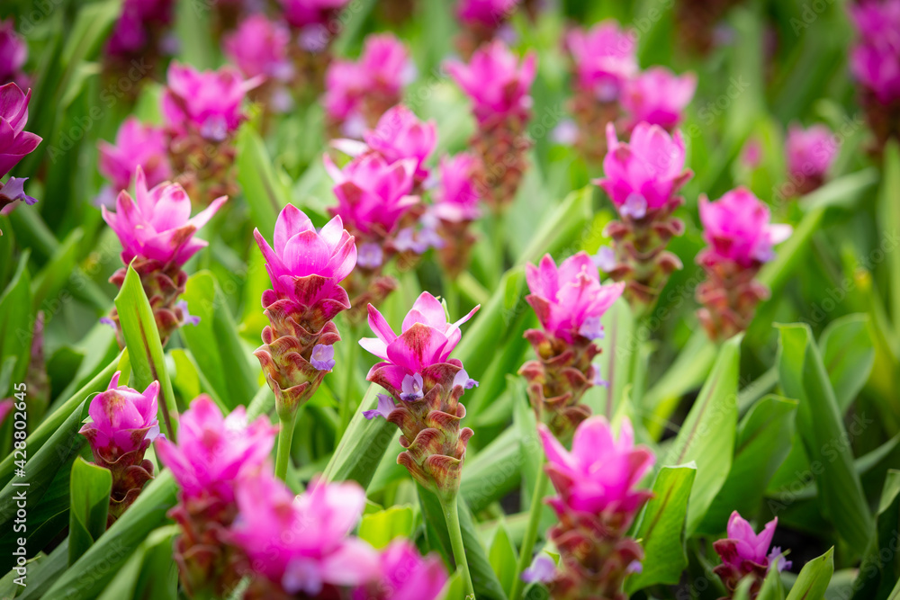 Fototapeta premium Pink Krachiew flower field, selective focus. A field of fuchsia pink flowers contrasting with green leaves gives a bright color.