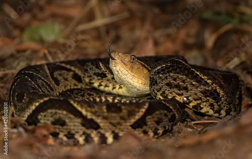 Fer-de-lance snake in the jungles of Costa Rica
