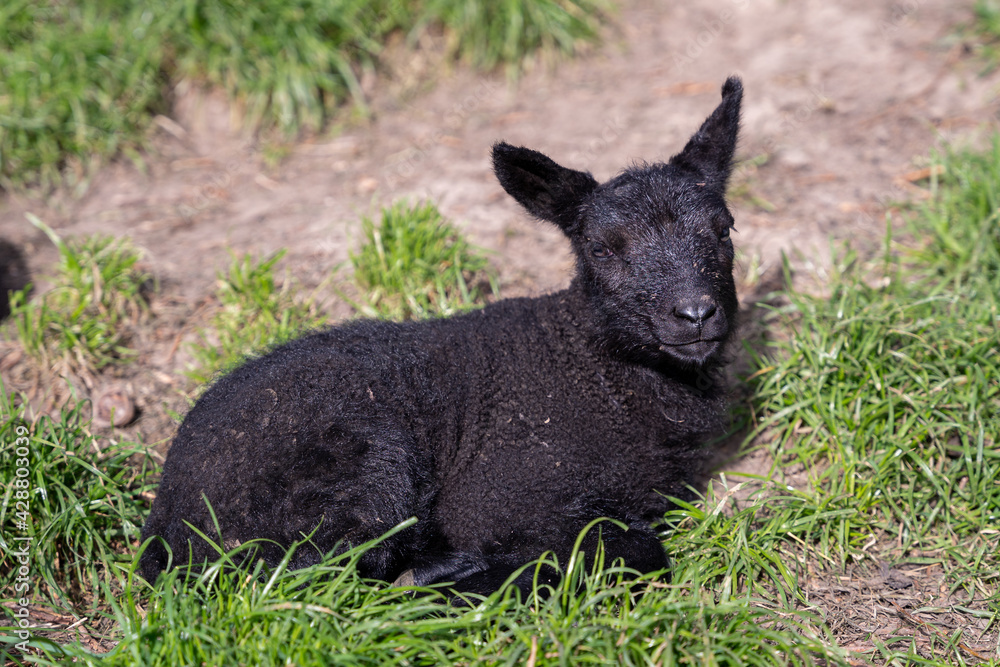 A young black lamb in a green grass field, close-up A young black lamb in a green grass field, close-up
