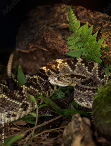 Rattlesnake readies to strike in the jungles of Costa Rica