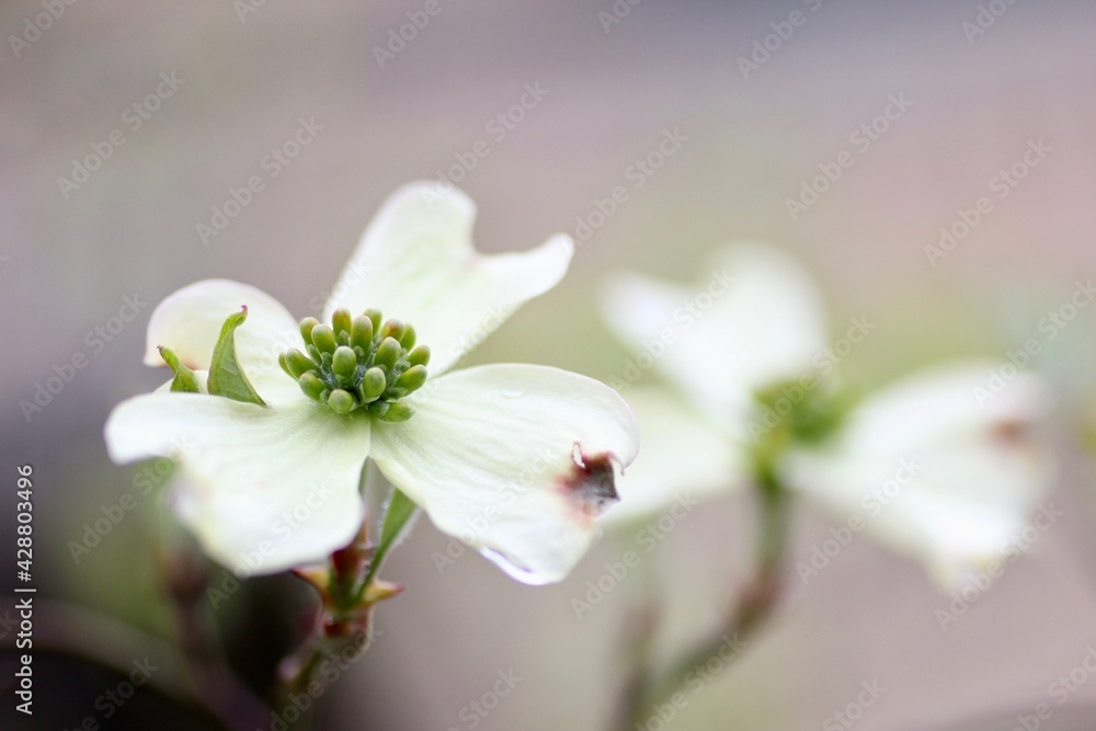 Obraz premium ハナミズキ