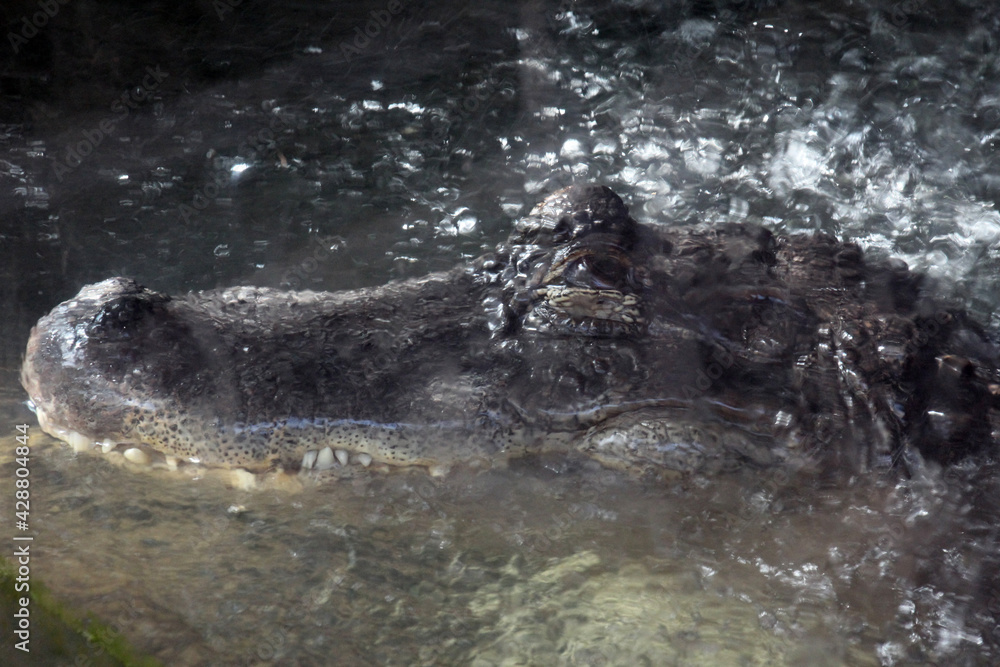Fototapeta premium Mississippi-Alligator
