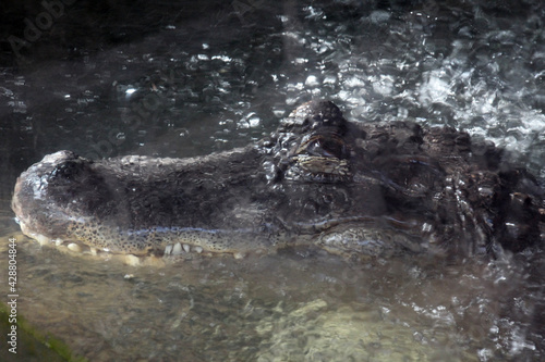 Mississippi-Alligator © Stephan von Mikusch
