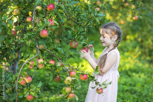 child plucks apple from tree in garden in summer.