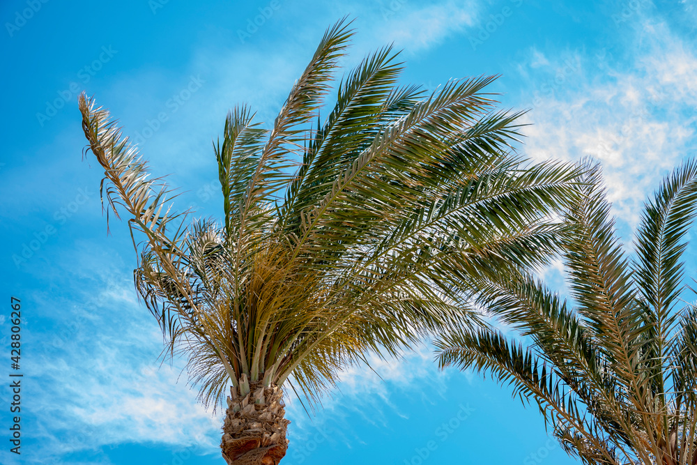 Palm trees swing their green branches in the wind against the blue sky with clouds.