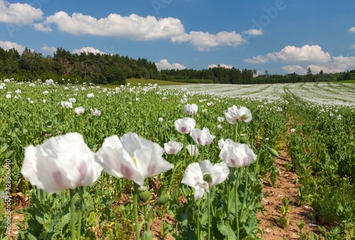 Photography flowering opium poppy field in Latin papaver somniferum