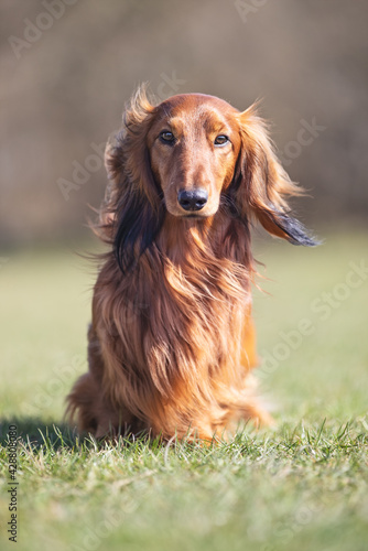 Dashhound in the grass