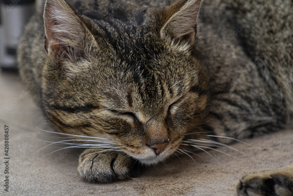 portrait of a cat