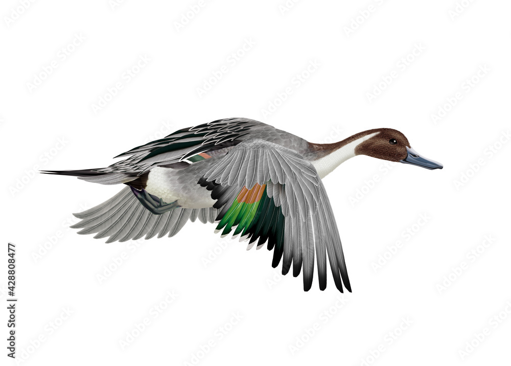 Obraz premium canard, pilet, anas aile, vol, mâle, migration, isolé, nature, voyage, bec, eau, sauvage, blanc, oiseau aquatique, faune, étang, nage, oiseau, brun, nager, aquatique, fleuve 