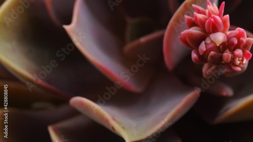 Echeveria Rosette flower bud succulent house plant macro deatail photo