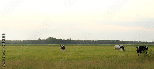 Fotografie, Obraz three cows in a wide meadow against the backdrop of the forest