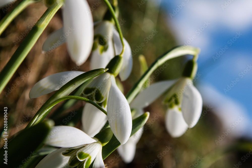 snowdrop flowers in the snow snowdrop flowers in the snow