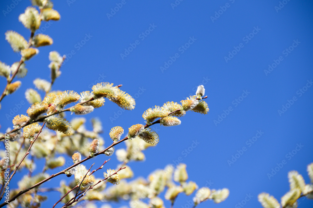 Pussy willow branches with catkins, soft fluffy spring buds in sunlight. Early spring Easter background. Text space. Traditional decoration for Palm Sunday in Europe Pussy willow branches with catkins, soft fluffy spring buds in sunlight. Early spring Easter background. Text space. Traditional decoration for Palm Sunday in Europe